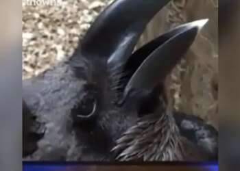 If Your Passion Is High, Then Tell Me Is There A Crow Or A Rabbit In The Picture?