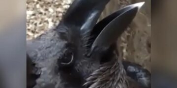 If Your Passion Is High, Then Tell Me Is There A Crow Or A Rabbit In The Picture?
