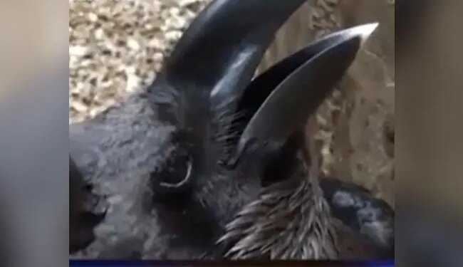 If Your Passion Is High, Then Tell Me Is There A Crow Or A Rabbit In The Picture?