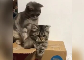 Watch The Enchantment Of The Domineering Cat In The Video, It Presses Its Partner Down Like This