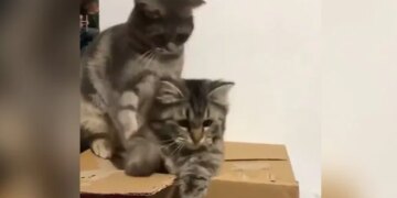 Watch The Enchantment Of The Domineering Cat In The Video, It Presses Its Partner Down Like This