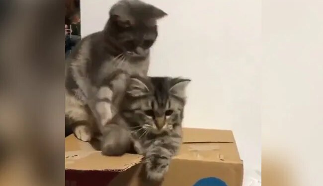 Watch The Enchantment Of The Domineering Cat In The Video, It Presses Its Partner Down Like This