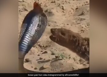 King Cobra Attacked Then Mongoose Jumped Up And Caught The Neck Then What Happened Next See Hair Raising Video