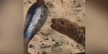 King Cobra Attacked Then Mongoose Jumped Up And Caught The Neck Then What Happened Next See Hair Raising Video