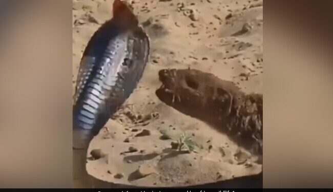 King Cobra Attacked Then Mongoose Jumped Up And Caught The Neck Then What Happened Next See Hair Raising Video