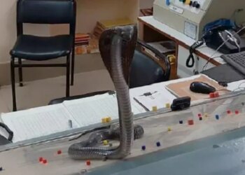 Watch Cobra Video: Six Feet Cobra Sits On Railway Officers Table At Kota Station Like A Boss – कोटा स्टेशन अफसर की टेबल पर बॉस की तरह बैठा 6 फीट का कोबरा, लोग बोले