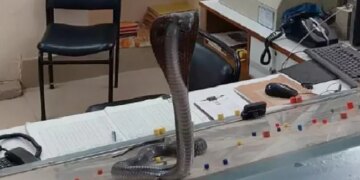 Watch Cobra Video: Six Feet Cobra Sits On Railway Officers Table At Kota Station Like A Boss – कोटा स्टेशन अफसर की टेबल पर बॉस की तरह बैठा 6 फीट का कोबरा, लोग बोले