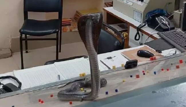 Watch Cobra Video: Six Feet Cobra Sits On Railway Officers Table At Kota Station Like A Boss – कोटा स्टेशन अफसर की टेबल पर बॉस की तरह बैठा 6 फीट का कोबरा, लोग बोले