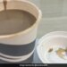 Very Shameful: This Person Found Chicken Pieces In Coffee After Ordering Coffee
