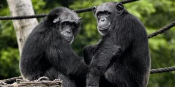 Chimpanzee Siblings Reunite After Rescue Mission Video Goes Viral On Social Media