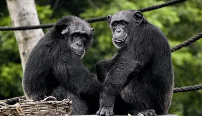 Chimpanzee Siblings Reunite After Rescue Mission Video Goes Viral On Social Media