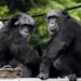 Chimpanzee Siblings Reunite After Rescue Mission Video Goes Viral On Social Media