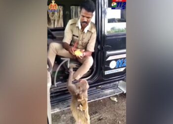 UP Police Jawan Fed Fruits To Monkey And His Little Child, People Said- Salute – UP Police के जवान ने बंदर और उसके नन्हे बच्चे को खिलाया फल, लोगों ने कहा