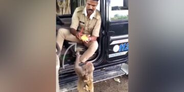 UP Police Jawan Fed Fruits To Monkey And His Little Child, People Said- Salute – UP Police के जवान ने बंदर और उसके नन्हे बच्चे को खिलाया फल, लोगों ने कहा