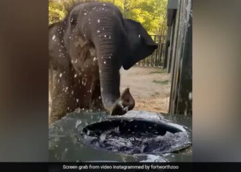 Baby Elephant Drinking Water Like Kids By Splashing Around Lots Of It Internet Loves This Cute Video