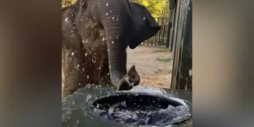 Baby Elephant Drinking Water Like Kids By Splashing Around Lots Of It Internet Loves This Cute Video