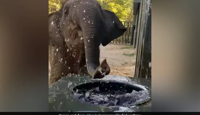 Baby Elephant Drinking Water Like Kids By Splashing Around Lots Of It Internet Loves This Cute Video