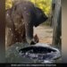 Baby Elephant Drinking Water Like Kids By Splashing Around Lots Of It Internet Loves This Cute Video