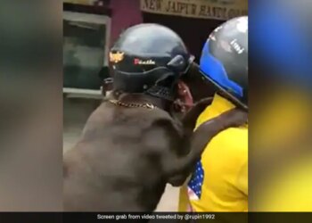 Dog Riding Bike With A HelmetThis Dog Is Enjoying A Bike Ride Wearing A Helmet, People Are Saying – It Is Very Cool – हेलमेट पहन कर बाइक की सवारी का आनंद ले रहा है ये डॉग, लोग कह रहे हैं