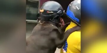 Dog Riding Bike With A HelmetThis Dog Is Enjoying A Bike Ride Wearing A Helmet, People Are Saying – It Is Very Cool – हेलमेट पहन कर बाइक की सवारी का आनंद ले रहा है ये डॉग, लोग कह रहे हैं