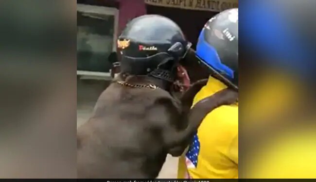 Dog Riding Bike With A HelmetThis Dog Is Enjoying A Bike Ride Wearing A Helmet, People Are Saying – It Is Very Cool – हेलमेट पहन कर बाइक की सवारी का आनंद ले रहा है ये डॉग, लोग कह रहे हैं