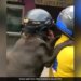 Dog Riding Bike With A HelmetThis Dog Is Enjoying A Bike Ride Wearing A Helmet, People Are Saying – It Is Very Cool – हेलमेट पहन कर बाइक की सवारी का आनंद ले रहा है ये डॉग, लोग कह रहे हैं