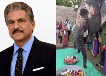 Anand Mahindra Tweeted Video Of Elephant Birthday Celebration Said I Love Her Typical Desi Shake Of The Head – हाथी के बर्थडे पर लोग बोले Happy Birthday, तो गजराज ने देसी अंदाज़ में कहा