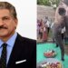 Anand Mahindra Tweeted Video Of Elephant Birthday Celebration Said I Love Her Typical Desi Shake Of The Head – हाथी के बर्थडे पर लोग बोले Happy Birthday, तो गजराज ने देसी अंदाज़ में कहा