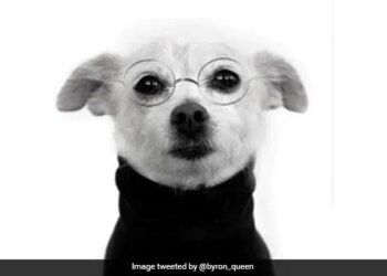 This Person Made A Big Mistake By Sending A Dogs Photo Instead Of His Photo In Job Application