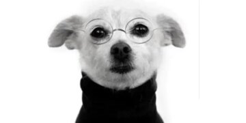 This Person Made A Big Mistake By Sending A Dogs Photo Instead Of His Photo In Job Application