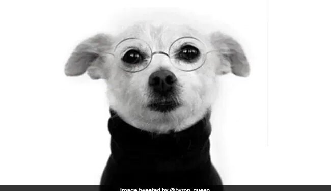 This Person Made A Big Mistake By Sending A Dogs Photo Instead Of His Photo In Job Application