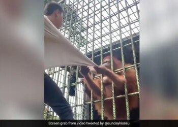 Shocking Video: Gorilla Attacked A Man | Viral Video Caged Gorilla Attacks ON Man | Orangutan Pulls Man T-shirt WATCH