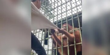Shocking Video: Gorilla Attacked A Man | Viral Video Caged Gorilla Attacks ON Man | Orangutan Pulls Man T-shirt WATCH