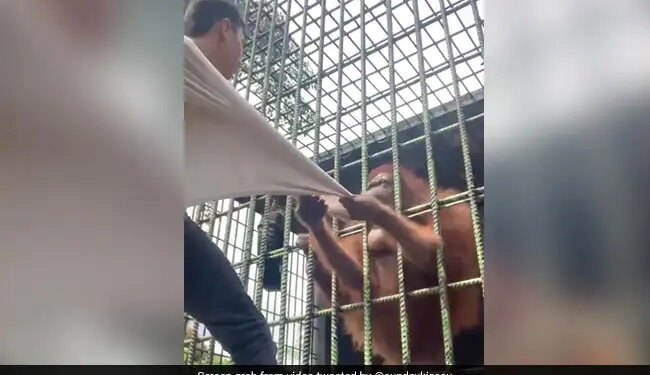 Shocking Video: Gorilla Attacked A Man | Viral Video Caged Gorilla Attacks ON Man | Orangutan Pulls Man T-shirt WATCH