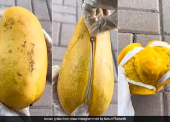Viral Video: You Cant Eat This Bizarre Mango Because It Has A Zipper | Have Ever Seen Such A Mango In Which Zip VIDEO