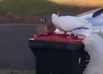This Bird Opens The Lid Of The Dustbin Itself, If You Do Not Believe Then Watch This Surprising Video For Yourself