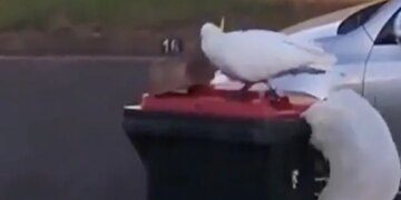 This Bird Opens The Lid Of The Dustbin Itself, If You Do Not Believe Then Watch This Surprising Video For Yourself