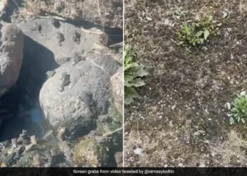 This Person Made An Army Of 1.4 Million Frogs In His Garden, The World Of The Internet Was Shocked To See The Video