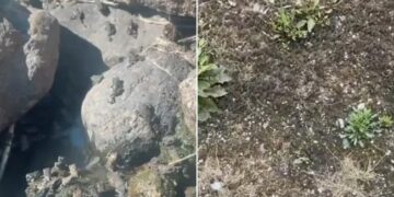 This Person Made An Army Of 1.4 Million Frogs In His Garden, The World Of The Internet Was Shocked To See The Video