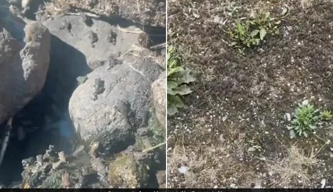 This Person Made An Army Of 1.4 Million Frogs In His Garden, The World Of The Internet Was Shocked To See The Video