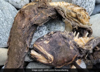 WATCH: A Scary Creature With Needle Like Teeth Found On The Seashore In America