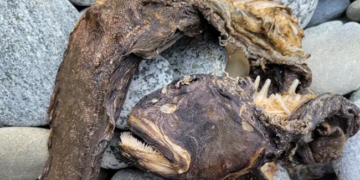 WATCH: A Scary Creature With Needle Like Teeth Found On The Seashore In America