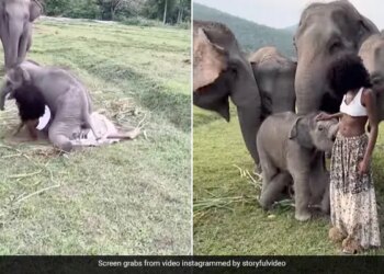 Elephant Baby Fell On The Model Harassed It By Falling On The Ground Then Tore The Skirt While Playing See Cute Viral Video
