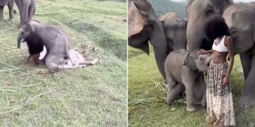 Elephant Baby Fell On The Model Harassed It By Falling On The Ground Then Tore The Skirt While Playing See Cute Viral Video