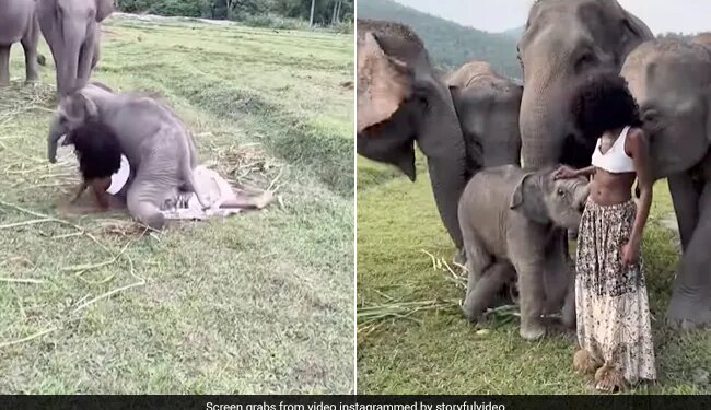 Elephant Baby Fell On The Model Harassed It By Falling On The Ground Then Tore The Skirt While Playing See Cute Viral Video