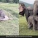 Elephant Baby Fell On The Model Harassed It By Falling On The Ground Then Tore The Skirt While Playing See Cute Viral Video