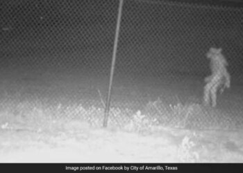 Mysterious Creature Lurking Outside Texas Zoo Bizarre Picture Goes Viral
