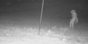 Mysterious Creature Lurking Outside Texas Zoo Bizarre Picture Goes Viral