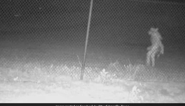 Mysterious Creature Lurking Outside Texas Zoo Bizarre Picture Goes Viral