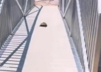 A Slow Running Turtle Started Such A Race, Everyone Is Surprised To See, It Is Becoming Increasingly Viral Video